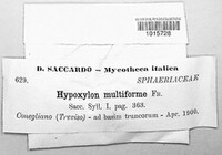 Hypoxylon multiforme image